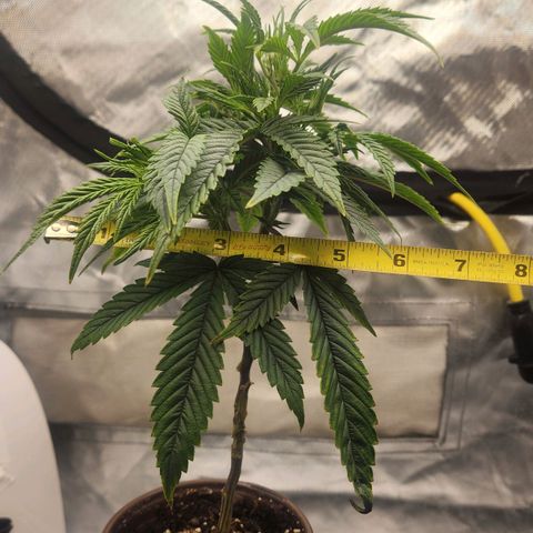 Blueberry 2 (Violet Beauregarde) Supernatural* growlog timeline photo
