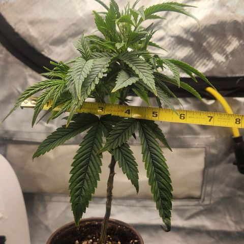 Blueberry 2 (Violet Beauregarde) Supernatural* growlog timeline photo