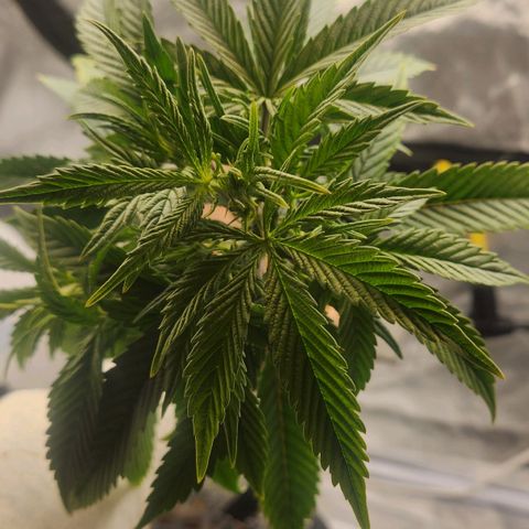 Blueberry 2 (Violet Beauregarde) Supernatural* growlog timeline photo
