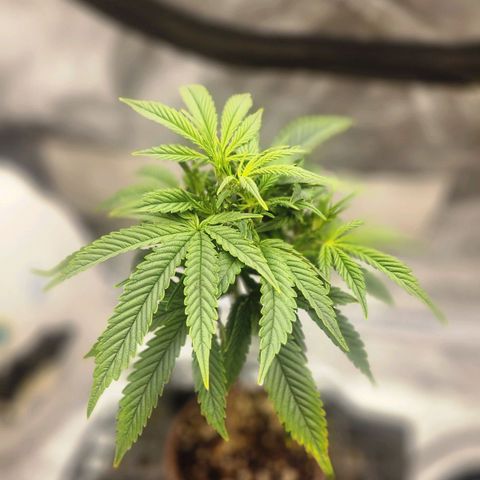 Blueberry 2 (Violet Beauregarde) Supernatural* growlog timeline photo