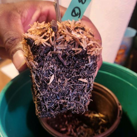 Blueberry 2 (Violet Beauregarde) Supernatural* growlog photo: Transplanted early (wait till tail shows next time)