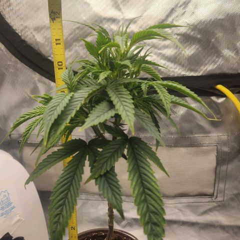 Blueberry 2 (Violet Beauregarde) Supernatural* growlog timeline photo