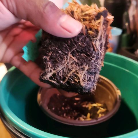 Blueberry 2 (Violet Beauregarde) Supernatural* growlog photo: Transplanted early (wait till tail shows next time)