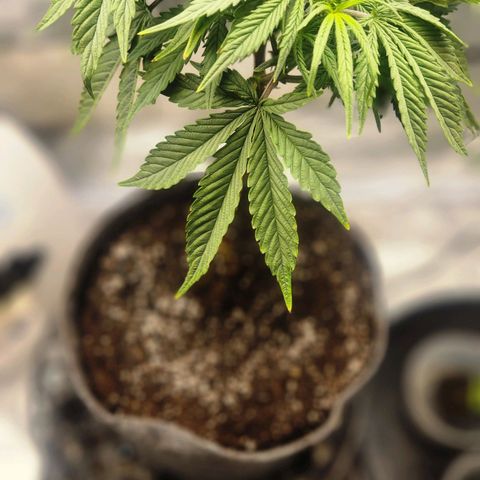 Blueberry 2 (Violet Beauregarde) Supernatural* growlog photo: Transplant final