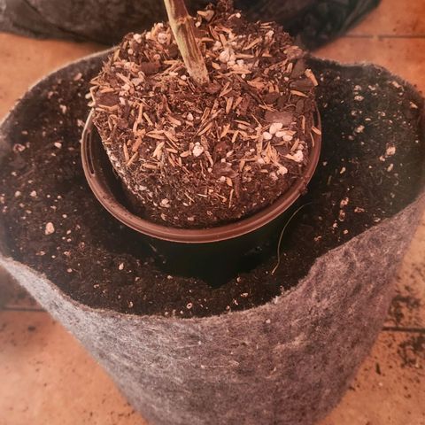 Blueberry 2 (Violet Beauregarde) Supernatural* growlog photo: Transplant final