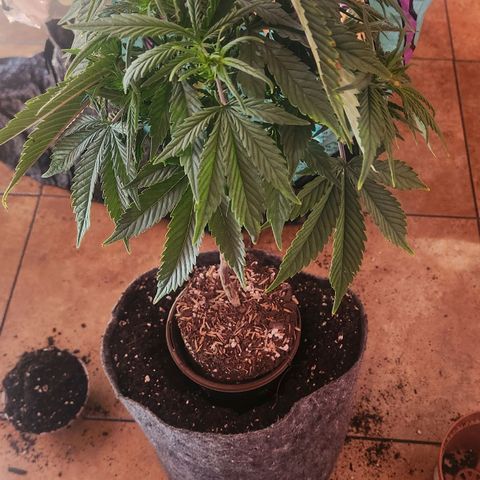 Blueberry 2 (Violet Beauregarde) Supernatural* growlog photo: Transplant final