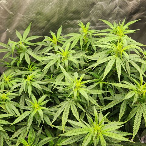 Blueberry 2 (Violet Beauregarde) Supernatural* growlog photo: Flower