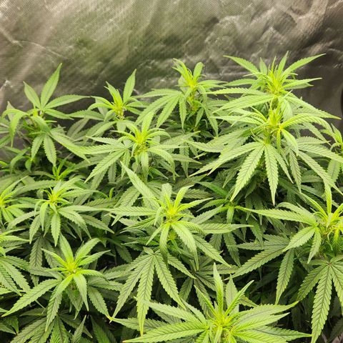 Blueberry 2 (Violet Beauregarde) Supernatural* growlog photo: Flower