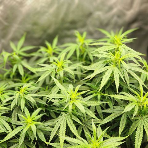 Blueberry 2 (Violet Beauregarde) Supernatural* growlog photo: Flower