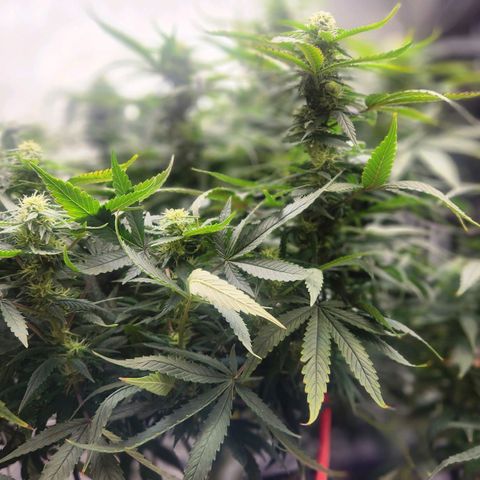 Blueberry 2 (Violet Beauregarde) Supernatural* growlog timeline photo