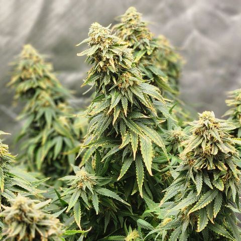 Blueberry 2 (Violet Beauregarde) Supernatural* growlog timeline photo