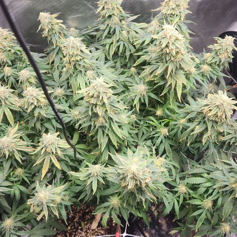 Blueberry 2 (Violet Beauregarde) Supernatural* growlog timeline photo