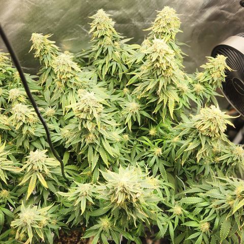 Blueberry 2 (Violet Beauregarde) Supernatural* growlog timeline photo