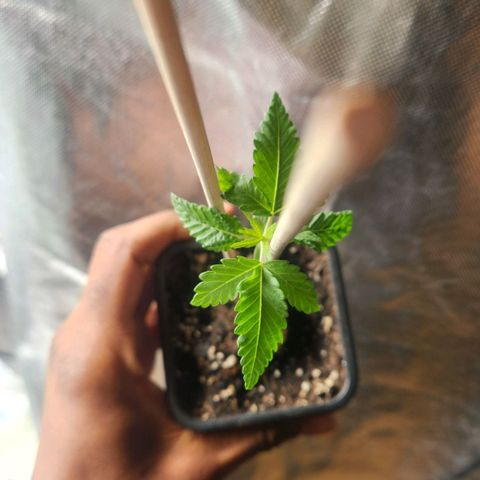 Thug Roze growlog timeline photo