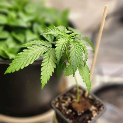 Thug Roze growlog timeline photo