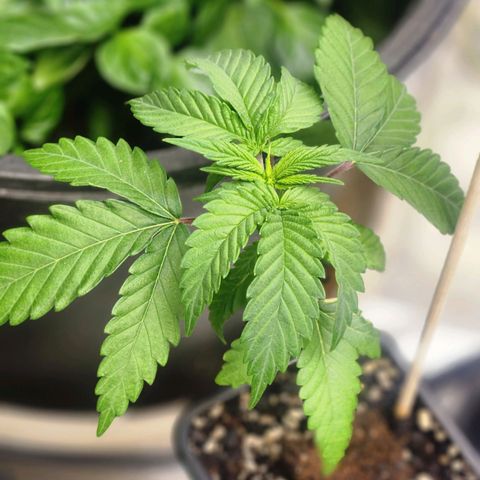 Thug Roze growlog timeline photo