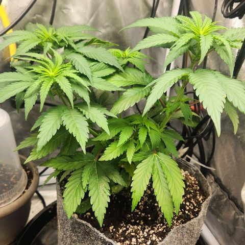 Thug Roze growlog timeline photo