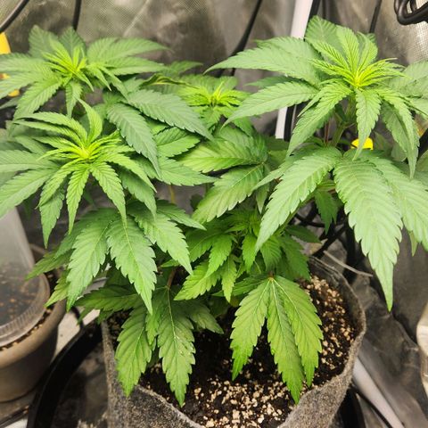 Thug Roze growlog timeline photo