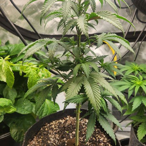 Thug Roze growlog timeline photo