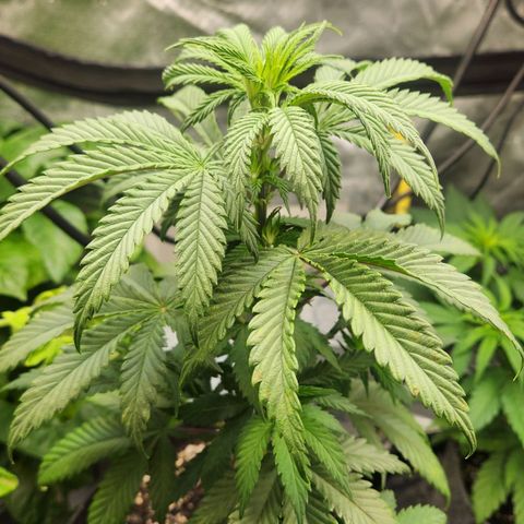 Thug Roze growlog timeline photo