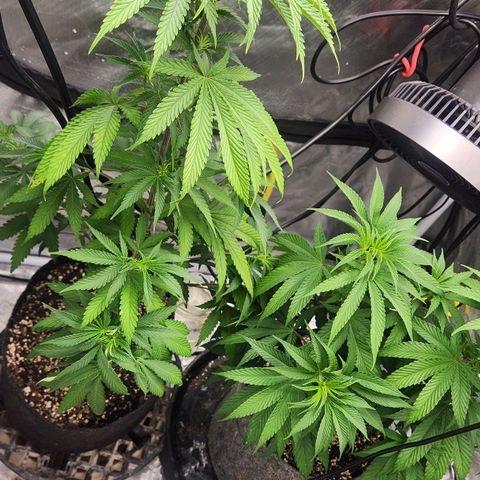 Thug Roze growlog photo: Change over to flower  12/12