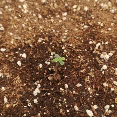 Royal gorilla automatic  growlog timeline photo