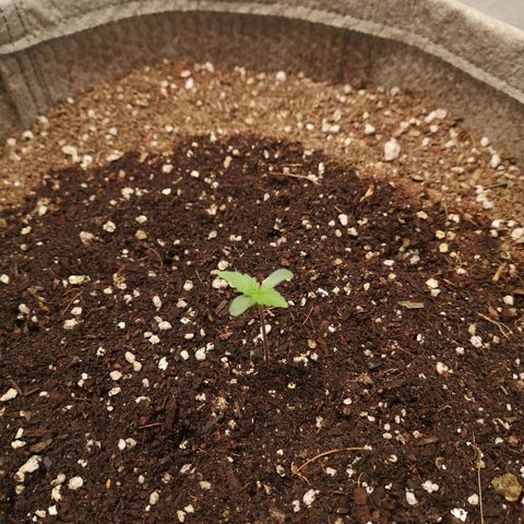 Royal gorilla automatic  growlog timeline photo