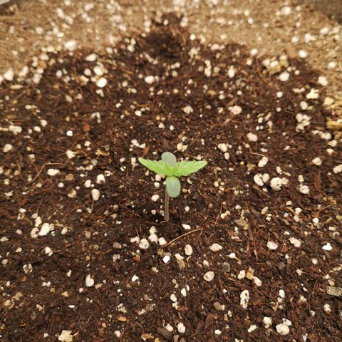 Royal gorilla automatic  growlog timeline photo