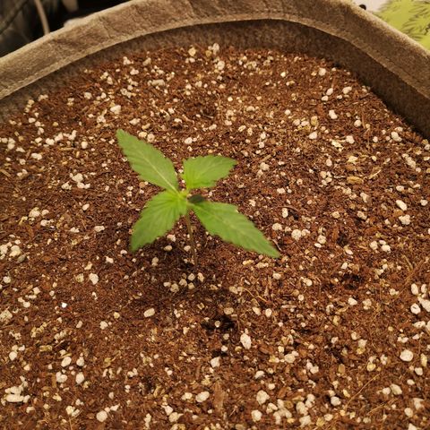 Royal gorilla automatic  growlog timeline photo