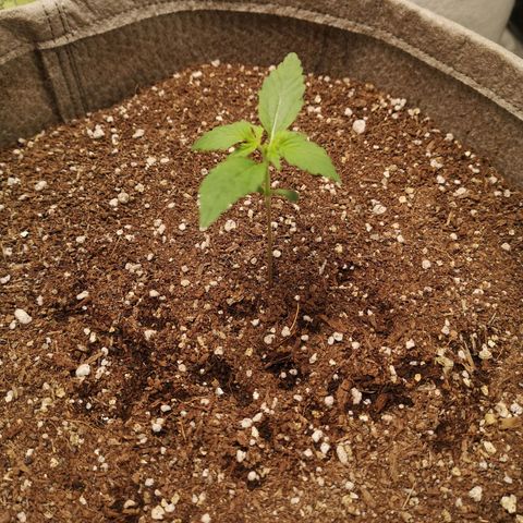 Royal gorilla automatic  growlog timeline photo