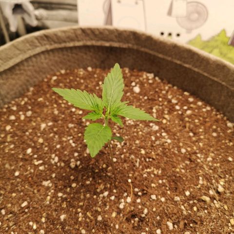 Royal gorilla automatic  growlog timeline photo