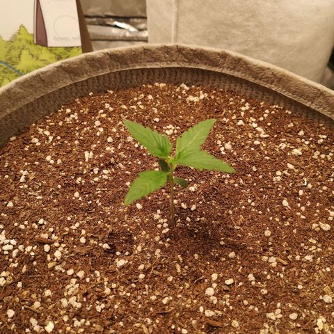 Royal gorilla automatic  growlog timeline photo