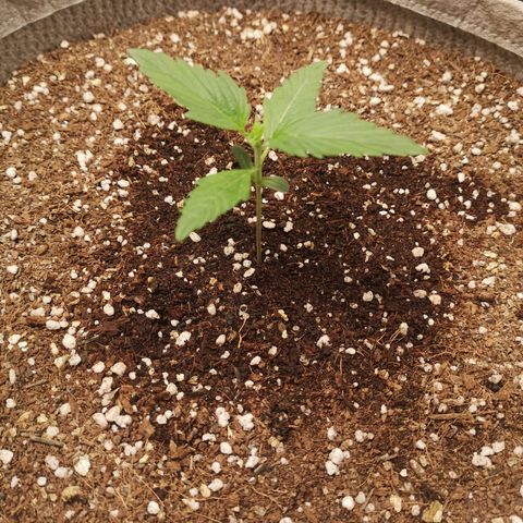 Royal gorilla automatic  growlog timeline photo