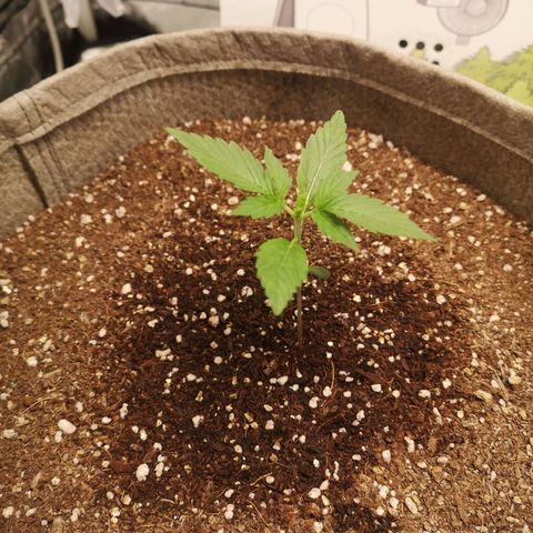 Royal gorilla automatic  growlog timeline photo