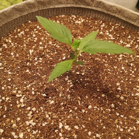 Royal gorilla automatic  growlog timeline photo