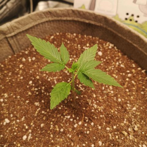 Royal gorilla automatic  growlog timeline photo