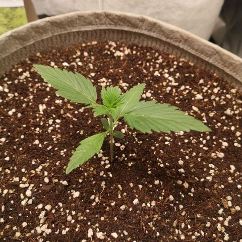 Royal gorilla automatic  growlog timeline photo
