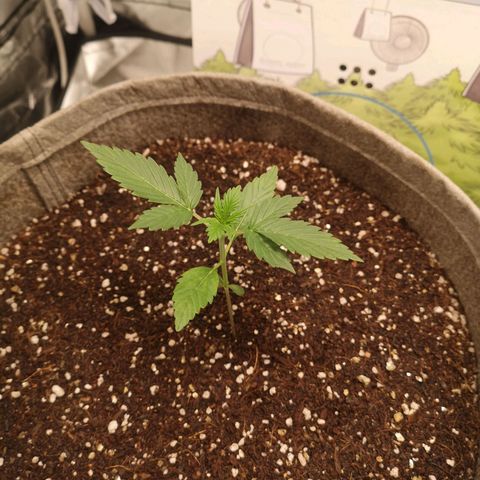 Royal gorilla automatic  growlog timeline photo