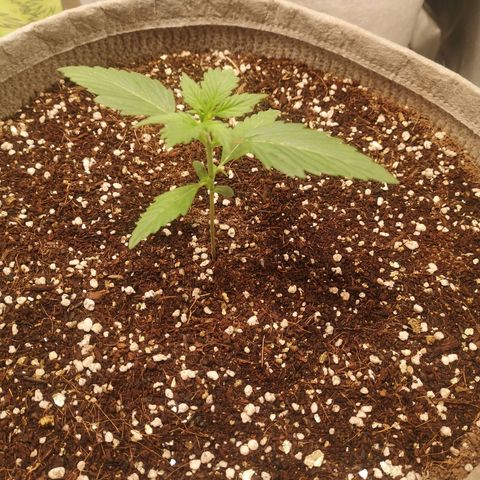 Royal gorilla automatic  growlog timeline photo