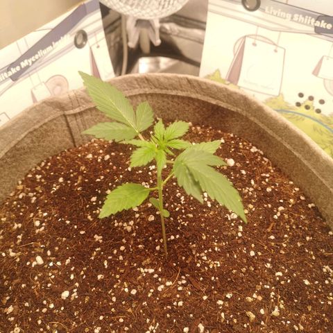 Royal gorilla automatic  growlog timeline photo