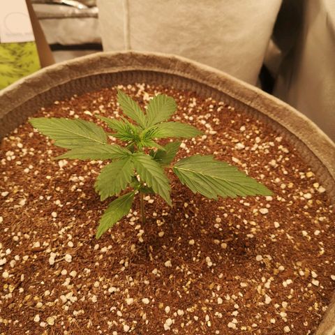 Royal gorilla automatic  growlog timeline photo