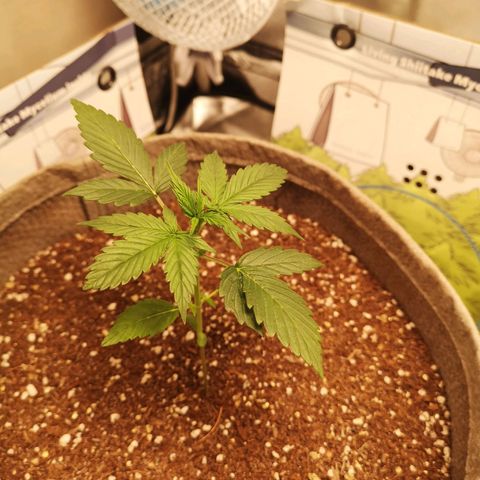 Royal gorilla automatic  growlog timeline photo