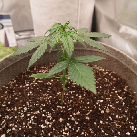 Royal gorilla automatic  growlog timeline photo