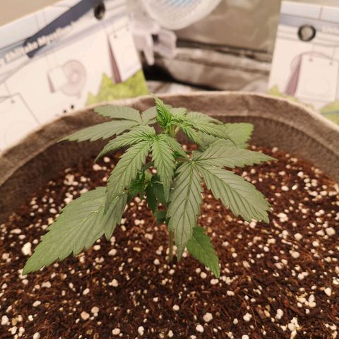 Royal gorilla automatic  growlog timeline photo