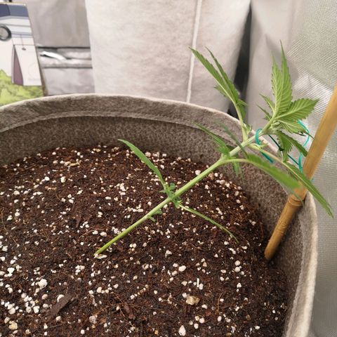 Royal gorilla automatic  growlog timeline photo