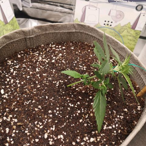 Royal gorilla automatic  growlog timeline photo