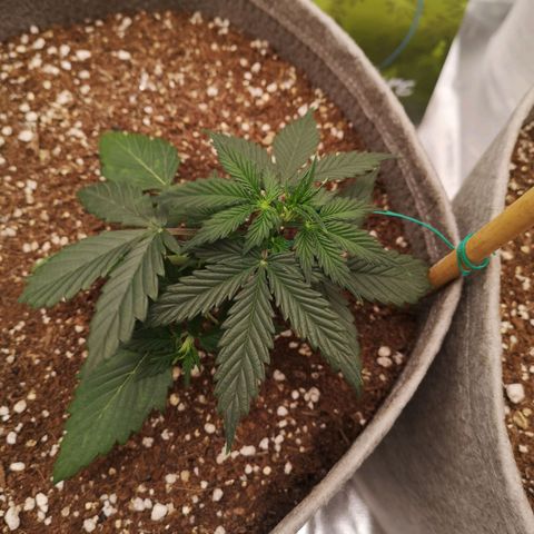 Royal gorilla automatic  growlog timeline photo