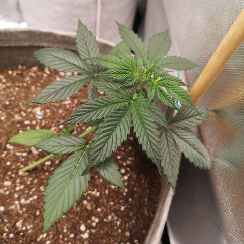 Royal gorilla automatic  growlog timeline photo