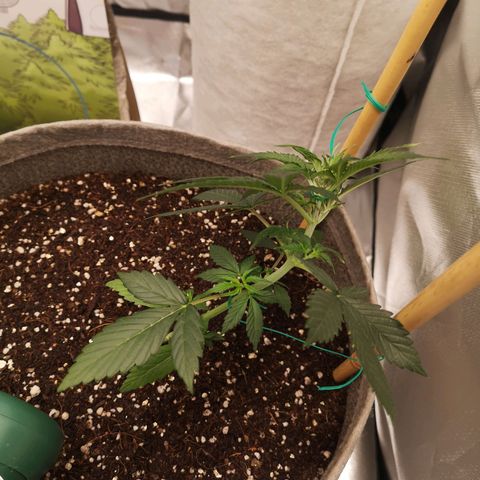 Royal gorilla automatic  growlog timeline photo