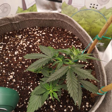 Royal gorilla automatic  growlog timeline photo
